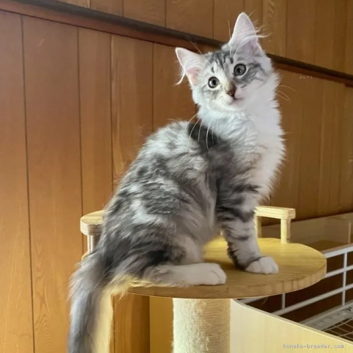 ID:2311-00451の子猫