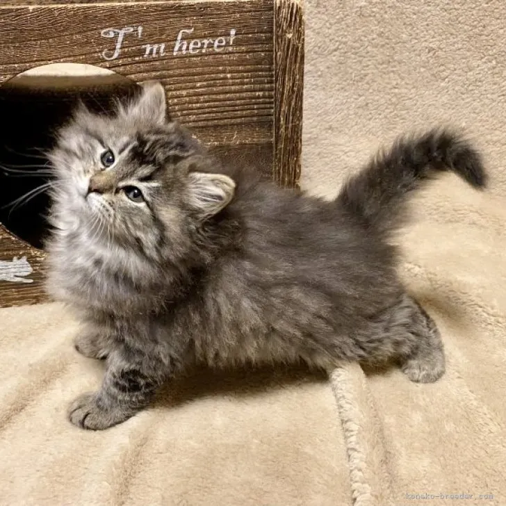 あんこ 様のお迎えした子猫