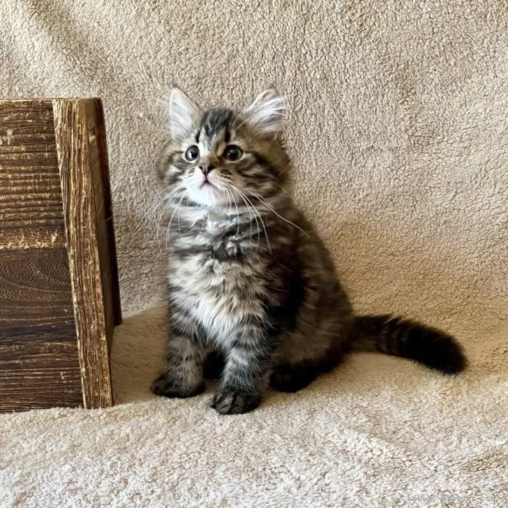 ID:2408-00495の子猫