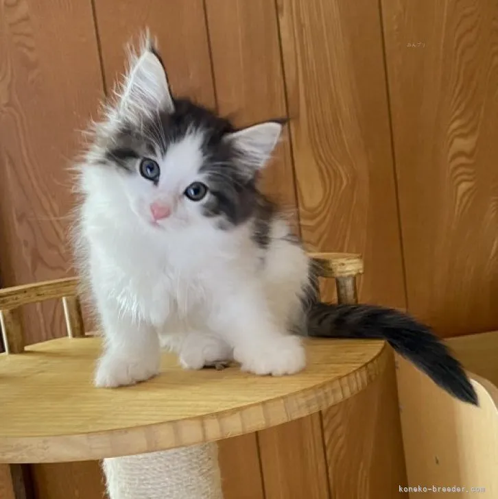 ID:2308-02165の子猫