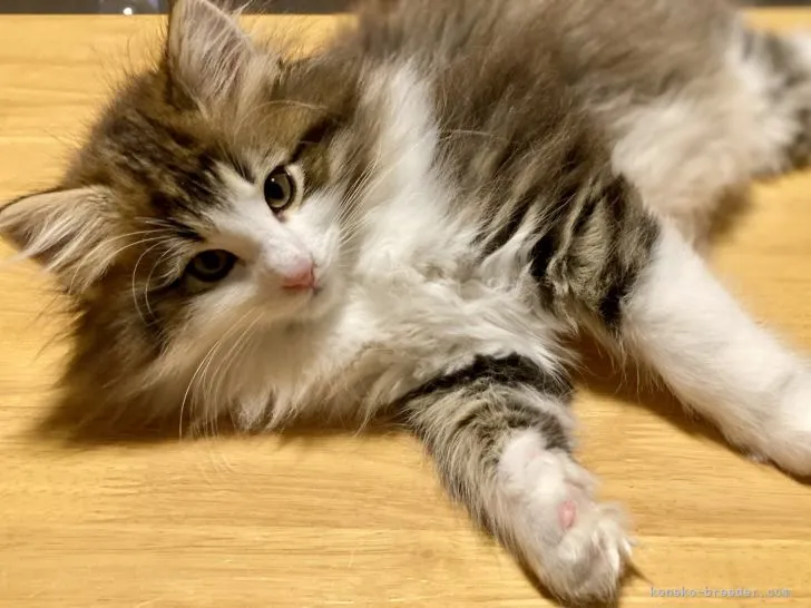 ID：2203-00379の子猫