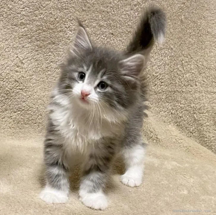 ID:2209-00993の子猫