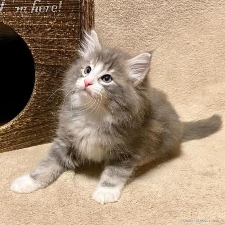 ID：2211-00313の子猫