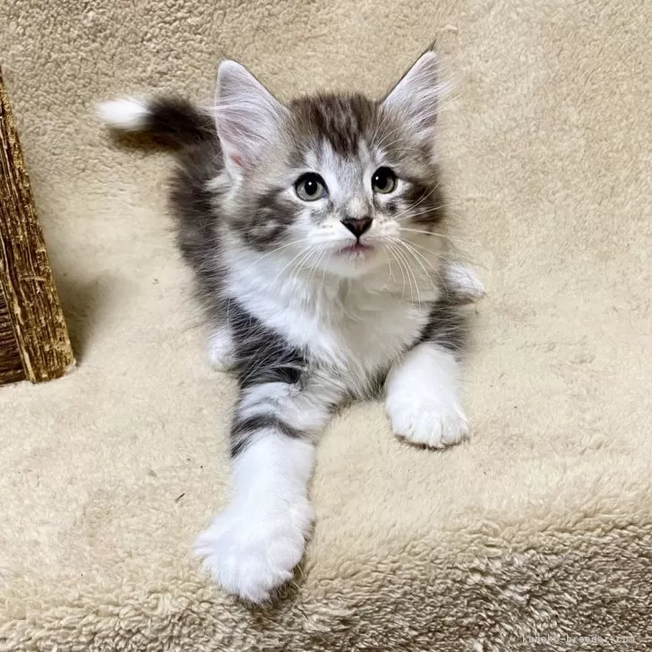 ID：2411-00520の子猫