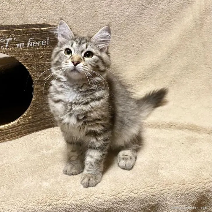 ID：2209-00884の子猫