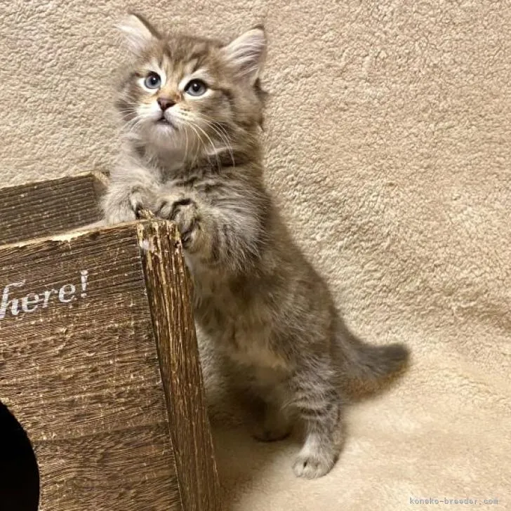 ID:2209-00885の子猫