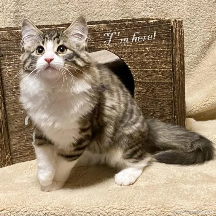 ID:2210-01988の子猫