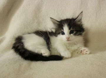 ノルウェージャンフォレストキャット【愛知県・男の子・2018年7月18日・ブラックシルバーマッカレルタビーアンドホワイト】の写真「綺麗なお顔の男の子！」