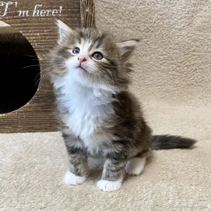 ID:2212-01155の子猫