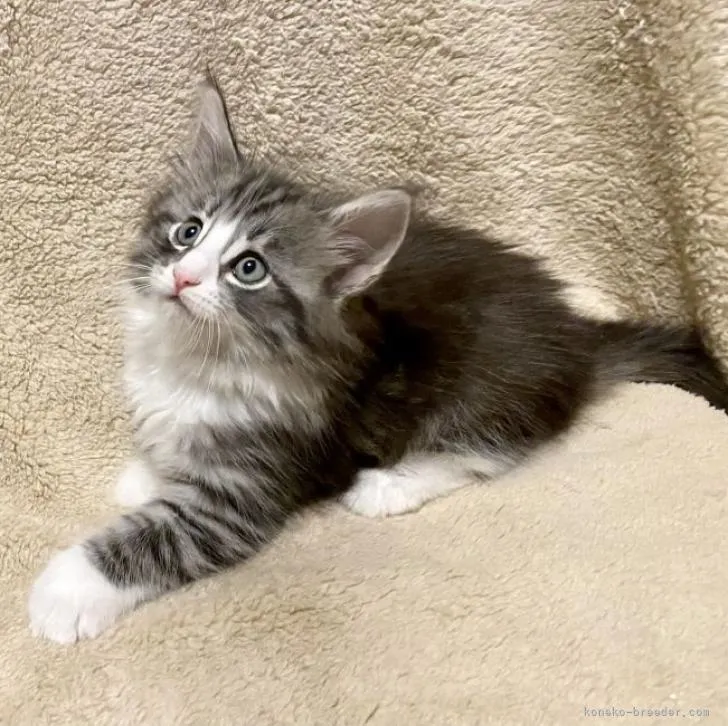 ID:2209-01318の子猫