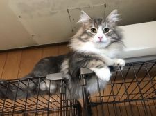 ノルウェージャンフォレストキャット【・女の子・2020年7月1日・ブルークラシックタビー&ホワイト】