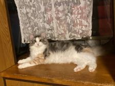 ノルウェージャンフォレストキャット【・女の子・2020年10月24日・ブルーシルバークラシックトービー&ホワイト】