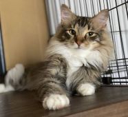 ノルウェージャンフォレストキャット【・男の子・2019年7月11日・ブラウンマッカレルタビー&ホワイト】