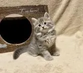 サイベリアン【愛知県・男の子・2022年5月18日・ブルーマッカレルタビー】の写真3