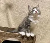 ノルウェージャンフォレストキャット【愛知県・男の子・2022年7月16日・ブラウンマッカレルタビー&ホワイト】の写真4