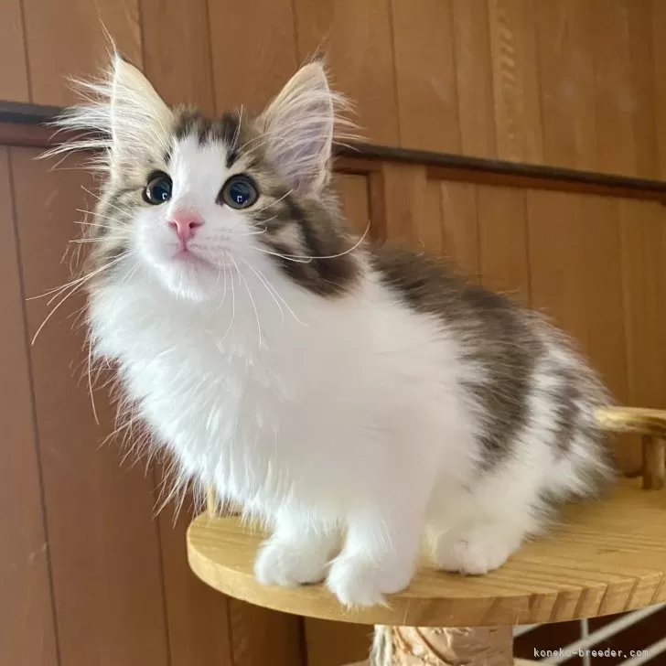 ID：2505-02163の子猫