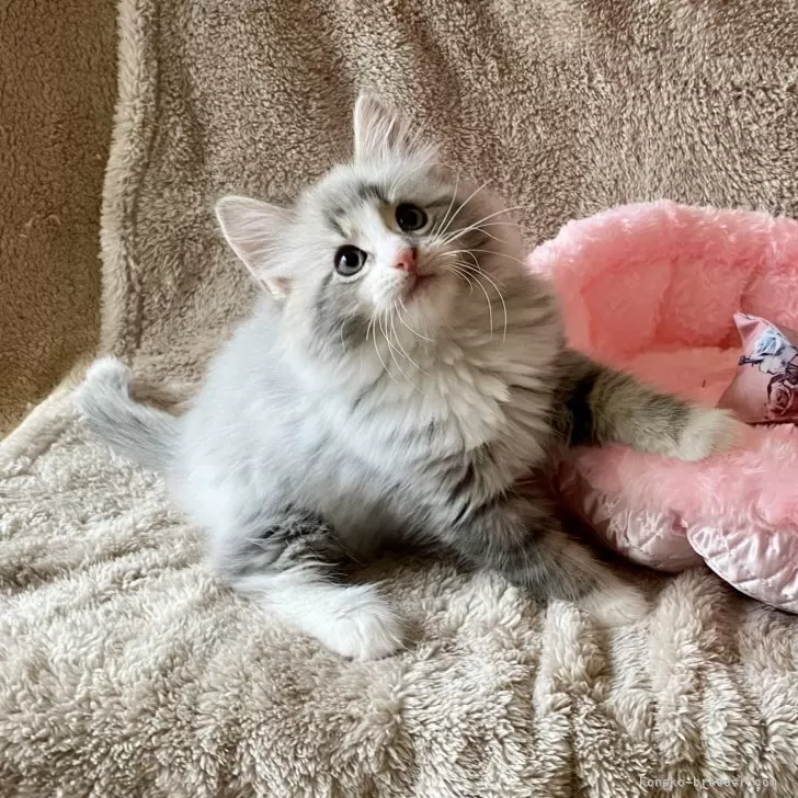 ゆず 様のお迎えした子猫