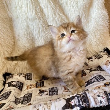 サイベリアン【愛知県・女の子・2025年11月1日・ブラックコリンゴールドマッカレルタビー】の写真「綺麗なゴールドカラーの体格の良い女の子♩」