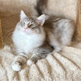 ノルウェージャンフォレストキャット