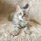 ノルウェージャンフォレストキャット