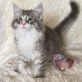 ノルウェージャンフォレストキャット
