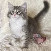 ノルウェージャンフォレストキャット