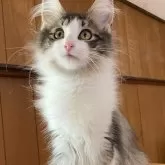 ノルウェージャンフォレストキャット
