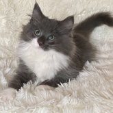 ノルウェージャンフォレストキャット