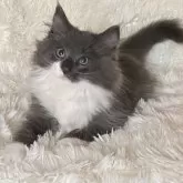 ノルウェージャンフォレストキャット