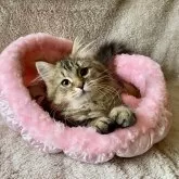 サイベリアン