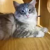 ノルウェージャンフォレストキャット