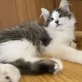ノルウェージャンフォレストキャット