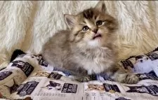 サイベリアン【愛知県・女の子・2025年11月1日・ブラウンマッカレルタビー】の写真4