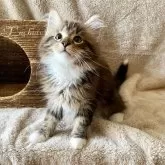 ノルウェージャンフォレストキャット【愛知県・男の子・2025年3月11日・ブラウンクラシックタビー&ホワイト】の写真6