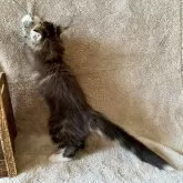 ノルウェージャンフォレストキャット【愛知県・男の子・2025年3月11日・ブラウンクラシックタビー&ホワイト】の写真8