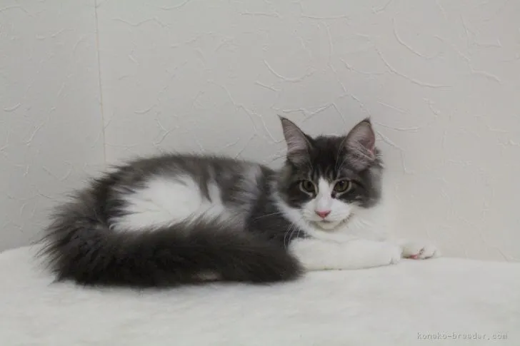 ID：1812-00454の子猫