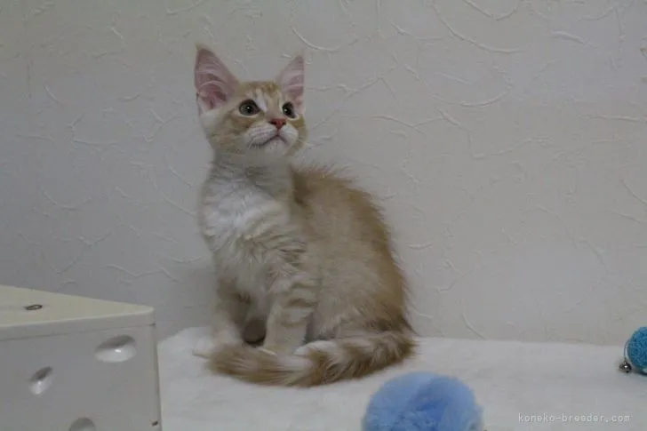 ID：2107-02520の子猫