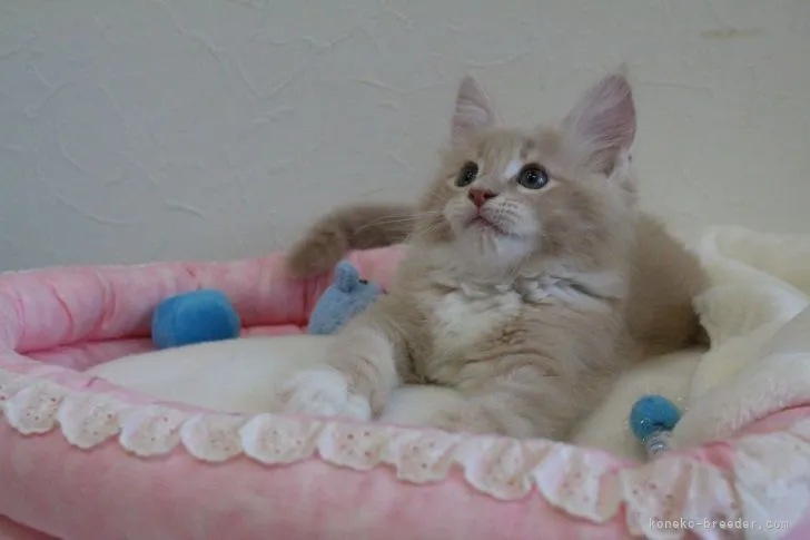 ID:2107-00590の子猫