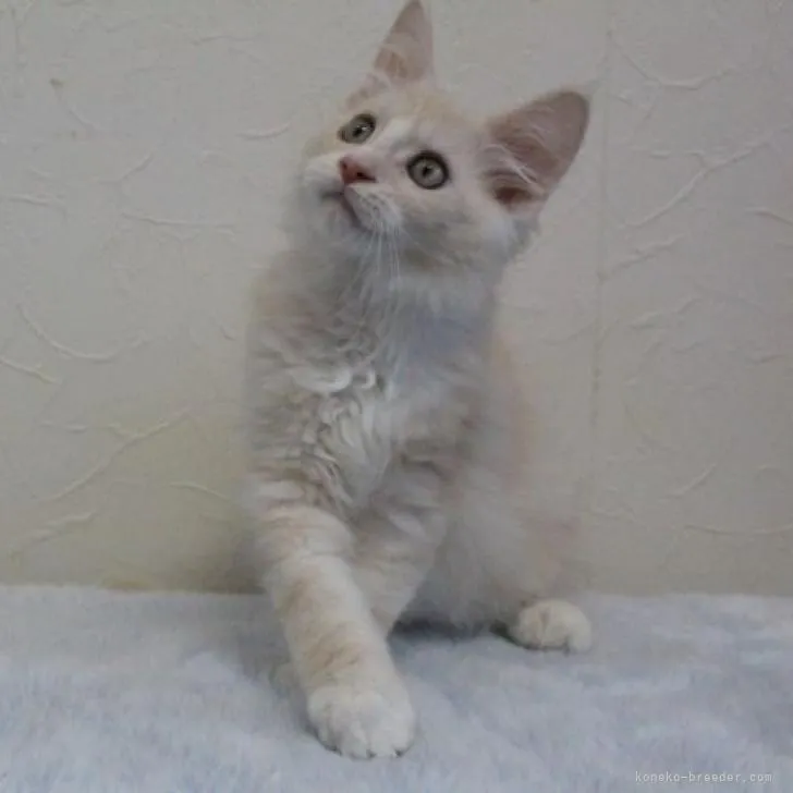 ID：2208-03201の子猫