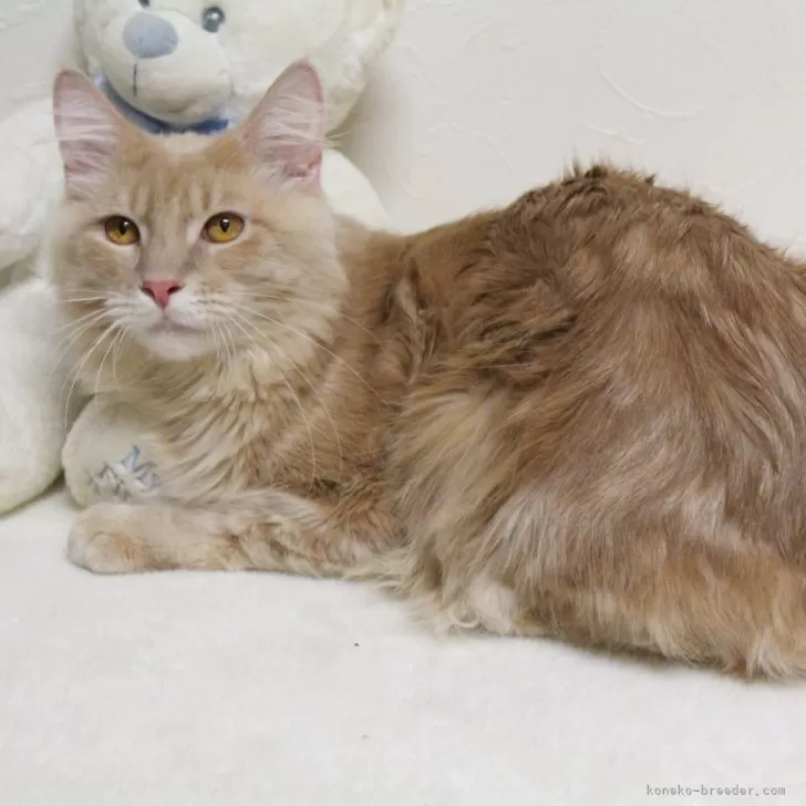 ID:2402-01968の子猫