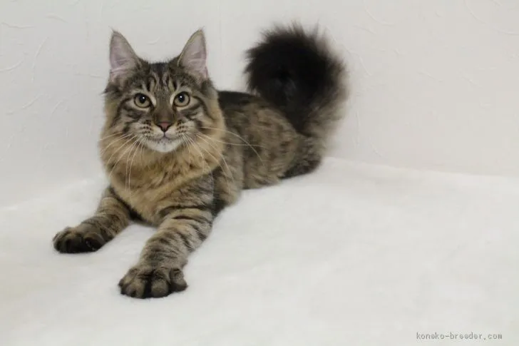 ゆうこ 様のお迎えした子猫