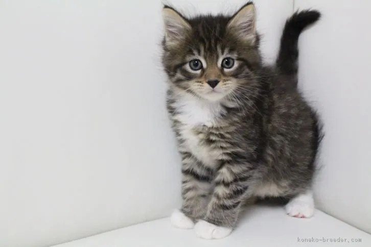 ID：1606-00147の子猫