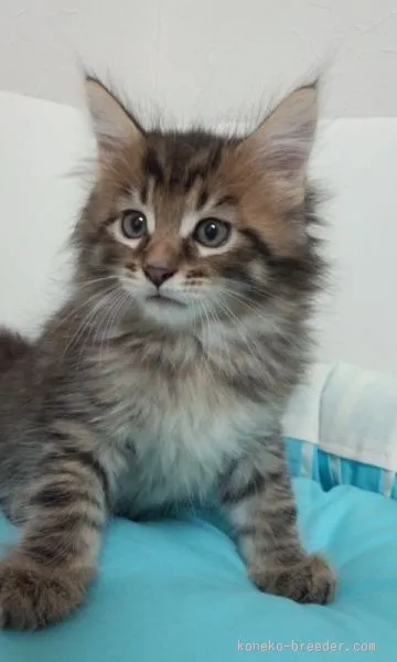 ID:1507-00290の子猫