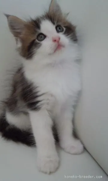 ID:1508-00423の子猫