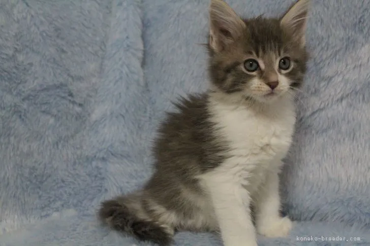 ID：1703-00805の子猫