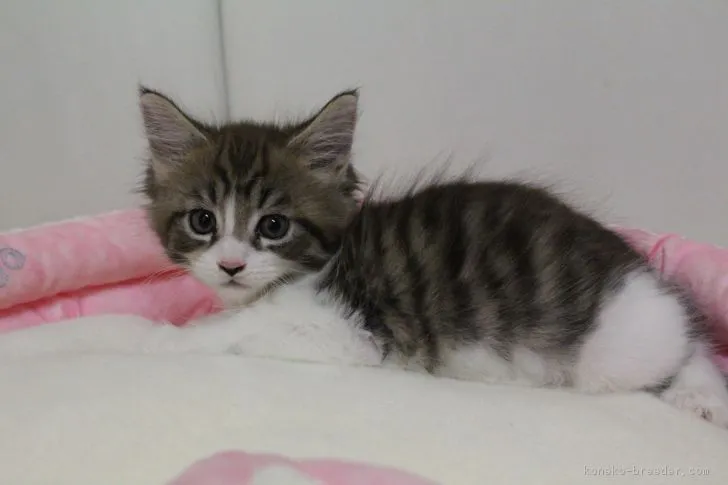 ID：1701-00478の子猫