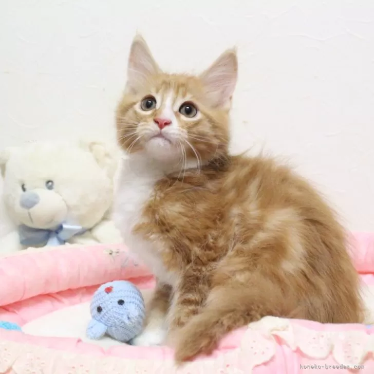 ID:2405-01749の子猫