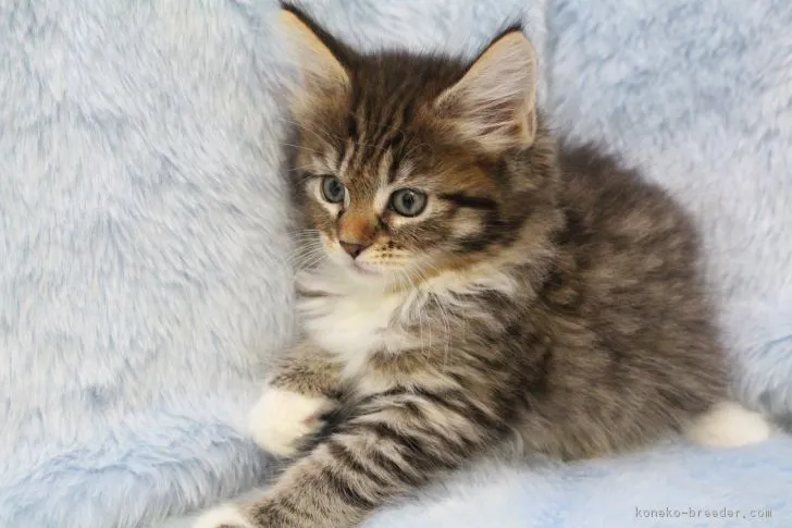 ID：1704-00089の子猫