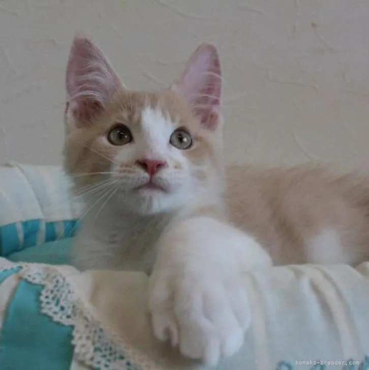ID:2206-00398の子猫