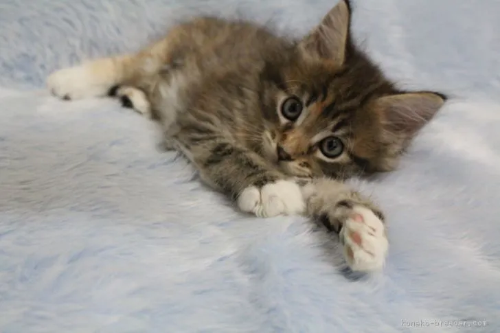 ID：1807-00223の子猫